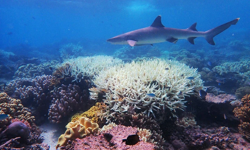 Quần thể san hô Great Barrier. (Nguồn: Getty Images)