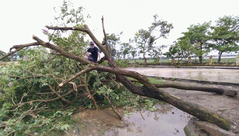 Lốc xoáy khiến nhiều cây cối tại xã An Vũ (huyện Quỳnh Phụ, Thái Bình) gãy đổ. (Nguồn: TTXVN phát)