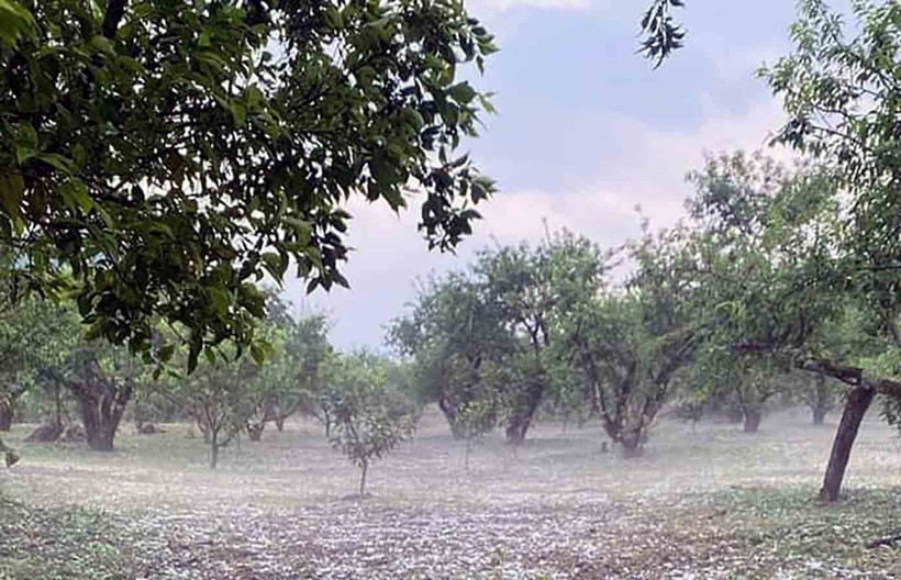 Chiều 28/3, mưa đá xuất hiện gây ảnh hưởng đến nhiều diện tích mận của nhân dân huyện Mộc Châu, tỉnh Sơn La. (Ảnh: TTXVN phát)