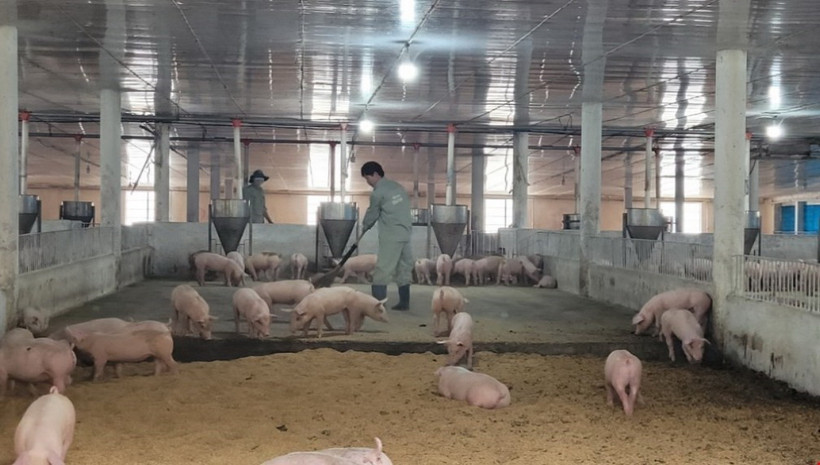 Trang trại nuôi lợn trong phòng lạnh, đệm lót sinh học và hệ thống thức ăn, nước uống tự động của Công ty TNHH Trang Linh, huyện Xuyên Mộc. (Ảnh: Hoàng Nhị /TTXVN)