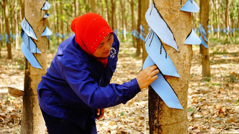 Nữ công nhân lắp mái che mưa để cạo mủ. (Ảnh: PV/Vietnam+)