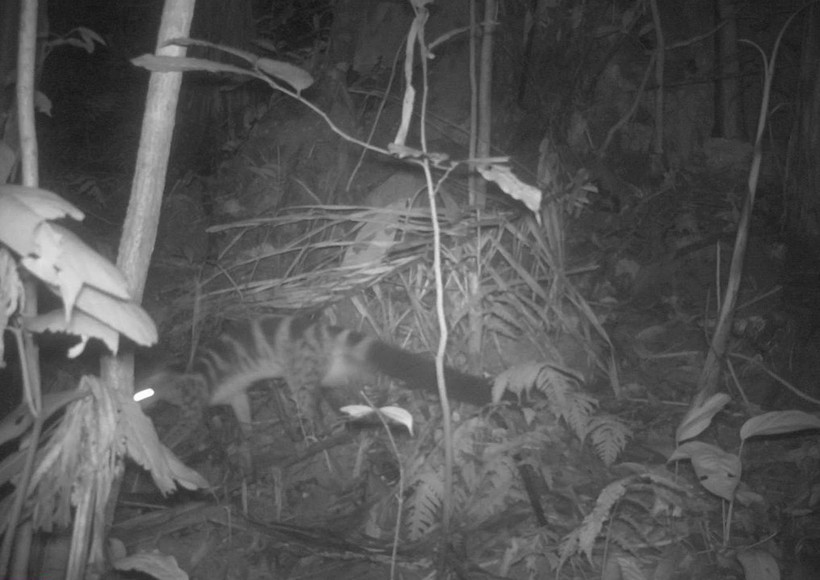 Cầy vằn Bắc dính bẫy ảnh tại thung Mó Chó, Khu bảo tồn thiên nhiên Pù Luông. (Ảnh: TTXVN)