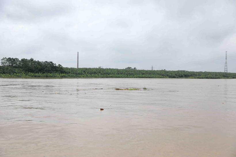 Nước sông Hồng lên cao (ảnh chụp sáng 21/8/2020 phía bên tả sông Hồng, thuộc địa bàn xã Tứ Dân, huyện Khoái Châu, Hưng Yên). (Ảnh: Vũ Sinh/TTXVN)