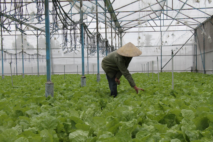 Canh tác rau sạch theo tiêu chuẩn VietGap tại Xuân Lộc. (Ảnh: Thìn Nguyễn/Vietnam+)