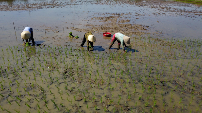 (Ảnh minh họa: Minh Đức/TTXVN)