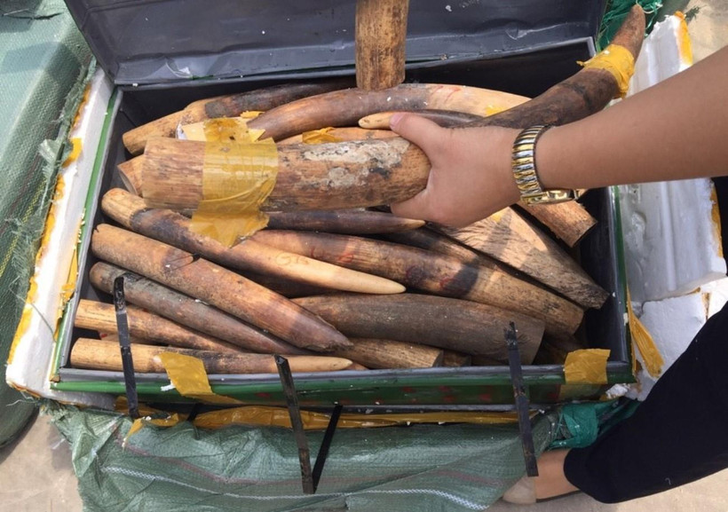 Tang vật ngà voi tịch thu tại Nội Bài, Hà Nội. (Nguồn ảnh: Tổng cục Hải Quan)
