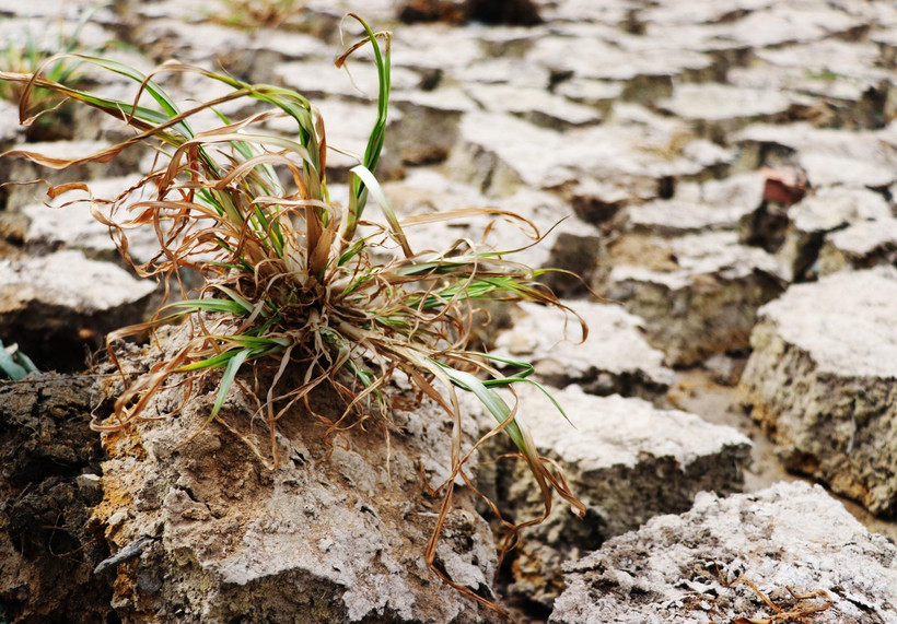 (Ảnh minh họa: TTXVN)