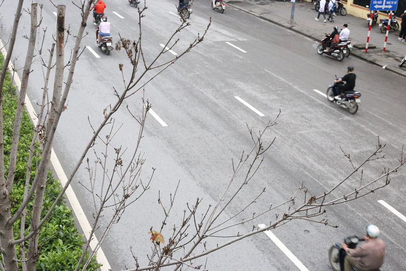 Hàng cây phong lá đỏ trên tuyến đường Trần Duy Hưng-Nguyễn Chí Thanh khẳng khiu, héo khô, không có lá. (Ảnh: Hùng Nguyễn/Vietnam+)