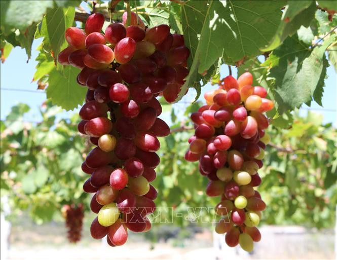 Nho NH 01-152 hiện có giá bán khoảng 140.000 đồng/kg. (Ảnh: Nguyễn Thành/TTXVN) 