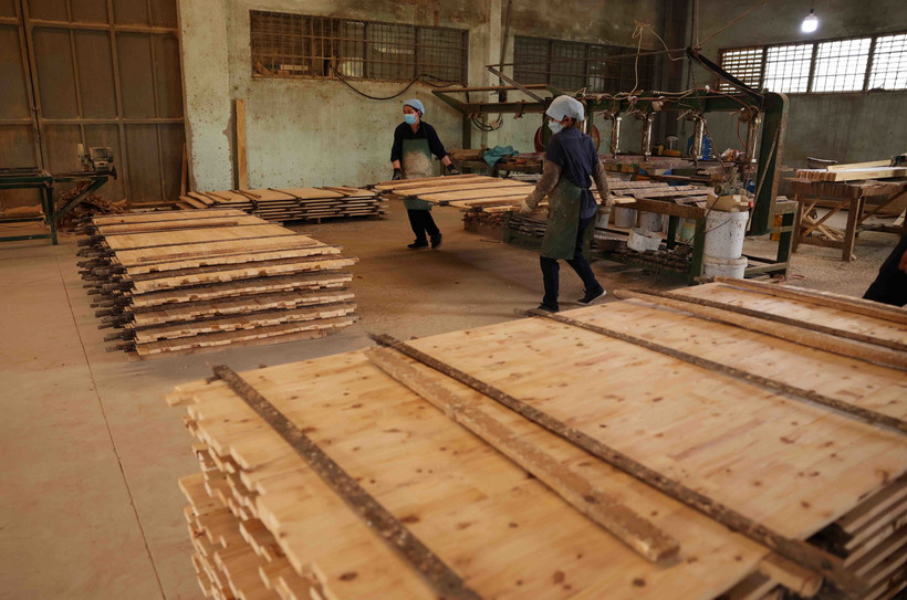 Mỗi năm, Công ty TNHH MTV Lâm nghiệp Di Linh, huyện Di Linh, Lâm Đồng. (Ảnh: Vũ Sinh/TTXVN)