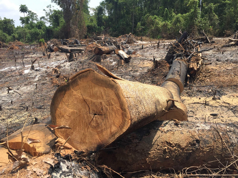 Rừng bị chặt, đốt để làm nương rẫy. (Ảnh: Dư Toán/TTXVN)