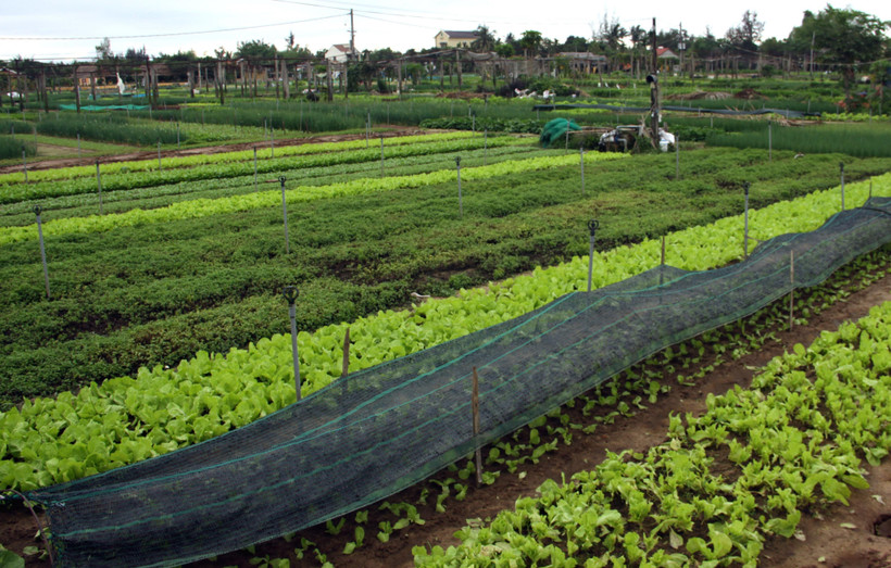 Một góc làng nghề trồng rau Trà Quế. (Ảnh: Trịnh Bang Nhiệm/TTXVN)