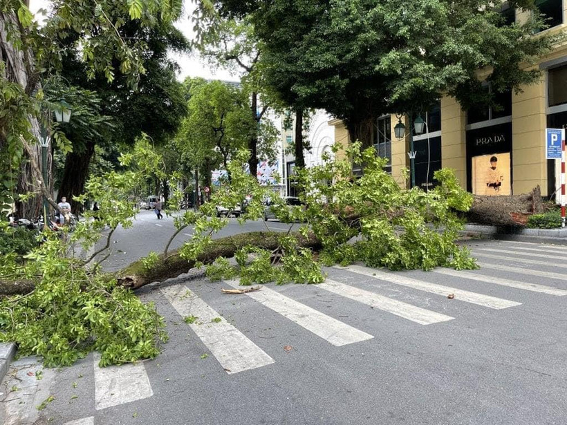Cây xanh lớn đổ chắn ngang phố Lý Thái Tổ. (Ảnh: PV/Vietnam+)