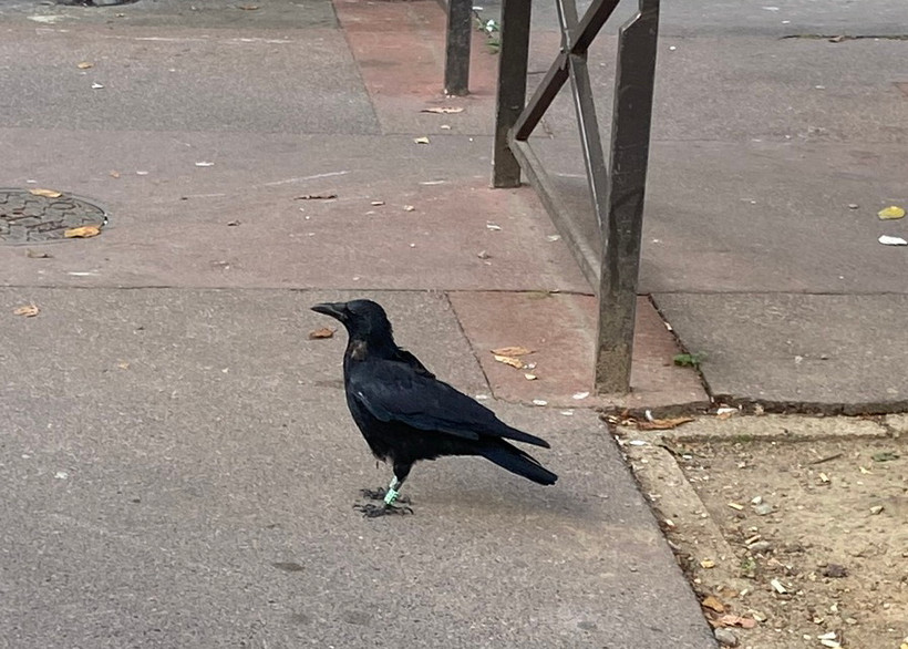 Quạ là loài động vật rất thông minh. (Nguồn: Vietnam+)