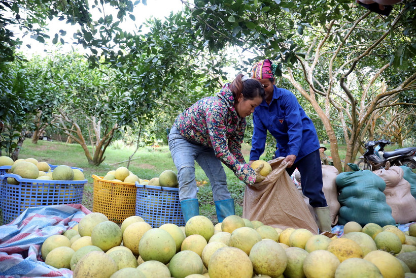 Người dân thôn Soi Hà, xã Xuân Vân, huyện Yên Sơn (Tuyên Quang) thu hoạch bưởi Soi Hà. (Ảnh: Hoàng Hải/TTXVN)
