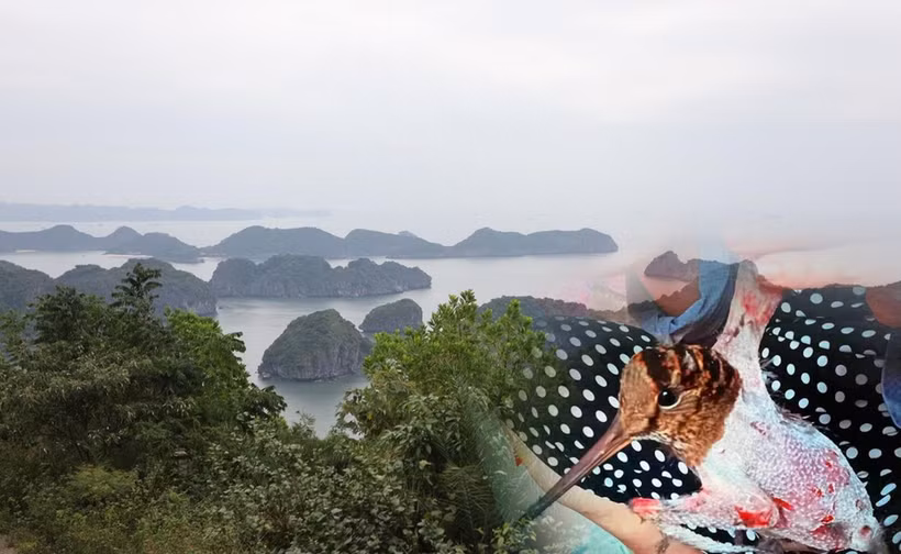 Đảo Cát Bà dần vắng bóng chim trời do vấn nạn bẫy bắt, giết hại chim hoang dã di cư suốt 20 năm qua. (Ảnh: PV/Vietnam+)