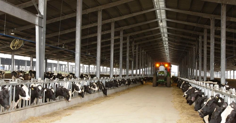 Trang trại áp dụng các tiêu chuẩn và qui cách chuồng trại chăn nuôi tiên tiến nhất trên thế giới. (Nguồn: thmilk.vn)