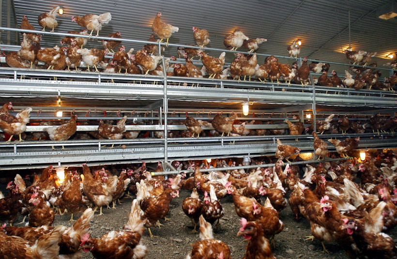 Séc phát hiện các ổ dịch cúm gia cầm ở nhiều trang trại. (Ảnh: AFP/ TTXVN)