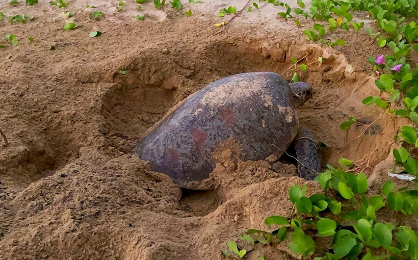 Rùa mẹ lên làm tổ, đẻ trứng trong mùa sinh sản. (Ảnh: TTXVN phát)
