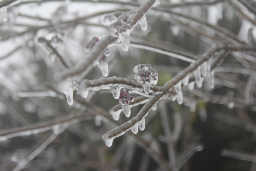 (Ảnh minh họa: Quang Duy/TTXVN)