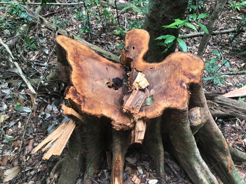 Một gốc cây với đường kính gần 1m bị đốn hạ. (Ảnh: TTXVN)