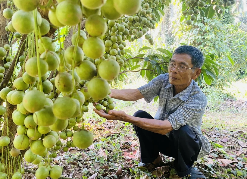Vườn dâu da của hộ ông Đặng Văn Cấp cho trái sai, giá thương lái thu mua ổn định, hiệu quả kinh tế cao. (Ảnh: Lê Phước Ngọc/TTXVN)