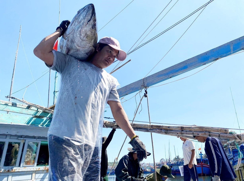 Ngư dân Bình Định chuyển cá ngừ đại dương từ khoang tàu lên bờ bán cho thương lái. (Ảnh minh họa: Lê Phước Ngọc/TTXVN)