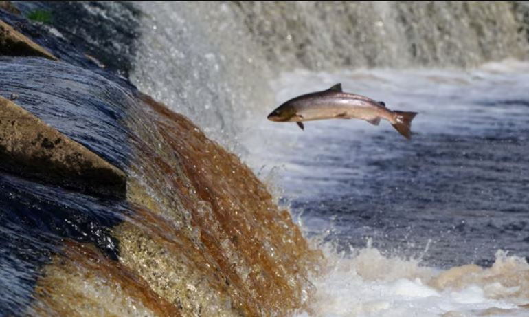 Một con cá hồi bơi ngược dòng để đẻ trứng trên sông Tyne ở Northumberland. (Nguồn: PA)