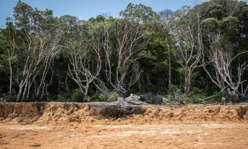 Hạn hán năm ngoái đã khiến các con sông Amazon, bao gồm cả nhánh sông Rio Negro, cạn trơ đáy. (Ảnh: EPA)