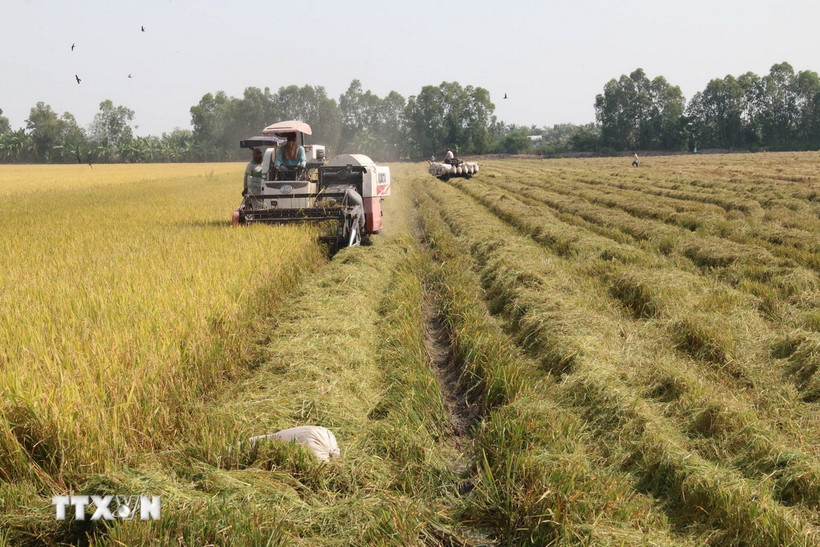 Thu hoạch lúa ở Hợp tác xã nông nghiệp Mỹ Thành Nam, tỉnh Tiền Giang. (Ảnh: Minh Trí/ TTXVN)