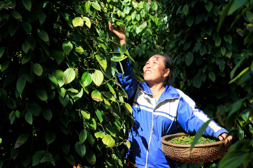 Thu hoạch hồ tiêu. (Ảnh: Hồ Cầu/TTXVN)