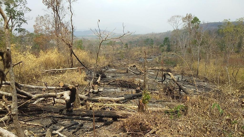 Rừng bị phá tại lâm phần do Công ty TNHH MTV Lâm nghiệp Kông Chiêng quản lý. (Ảnh: Hồng Điệp/TTXVN)