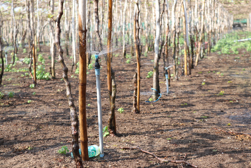 Hệ thống tưới nước tiết kiệm phun mưa cho vườn nho được người dân xã Vĩnh Hải (huyện Ninh Hải, Ninh Thuận) áp dụng trong mùa khô hạn 2020. (Ảnh: Nguyễn Thành/TTXVN)