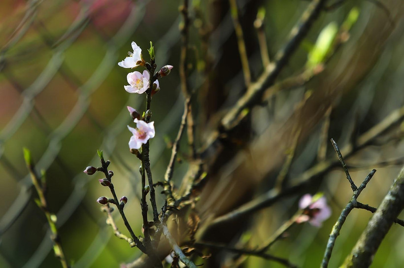 (Ảnh minh họa: Phan Tuấn Anh/TTXVN)