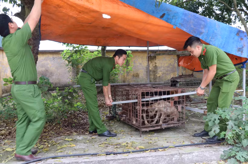 Đàn chó được chuyển tới Công an huyện Kim Động.(Ảnh: Đinh Tuấn/TTXVN)