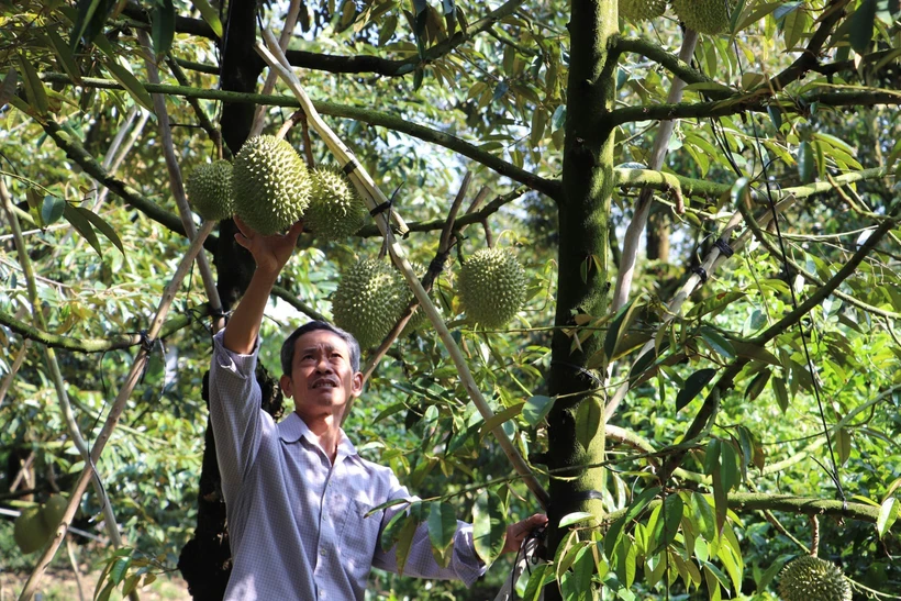 Ông Trần Văn Sống tại xã Ngũ Hiệp (Cai Lậy, Tiền Giang) kiểm tra trái sầu riêng. (Ảnh: Minh Trí/TTXVN) 