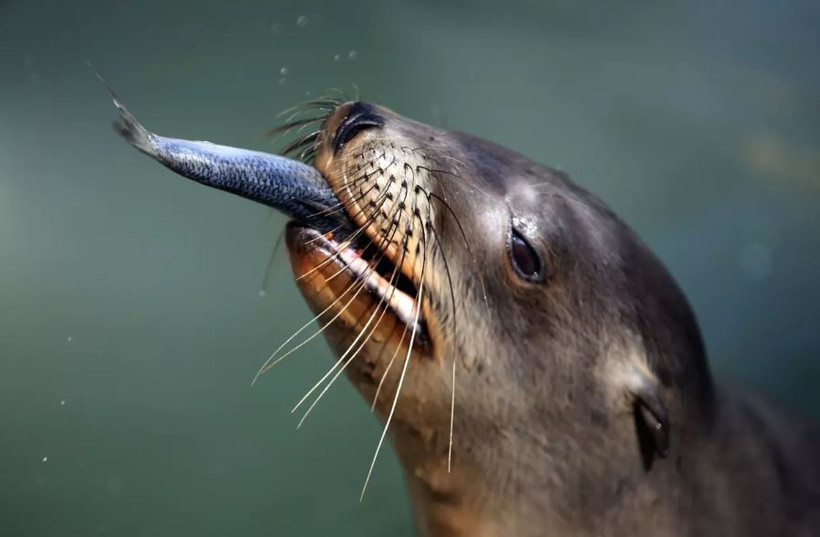 Sư tử biển. (Nguồn: Los Angeles Times)
