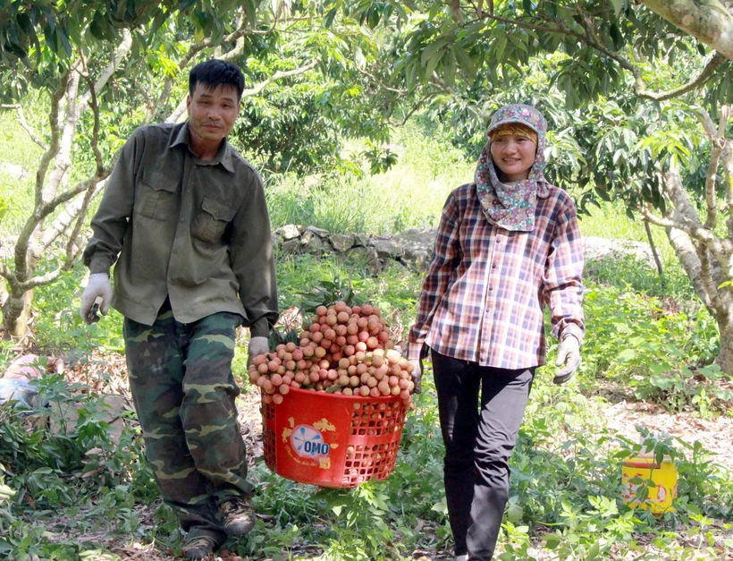 Thu hoạch vải thiều tại Bắc Giang. (Ảnh: Đồng Thúy-TTXVN)