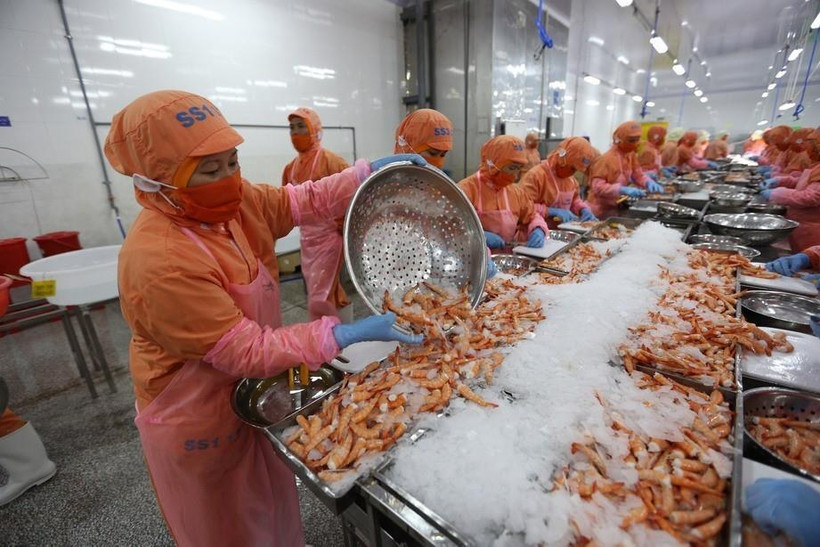 Chế biến tôm đông lạnh xuất khẩu tại Công ty TNHH Thông Thuận, Khu công nghiệp Thành Hải (Ninh Thuận). (Ảnh: Danh Lam/TTXVN)