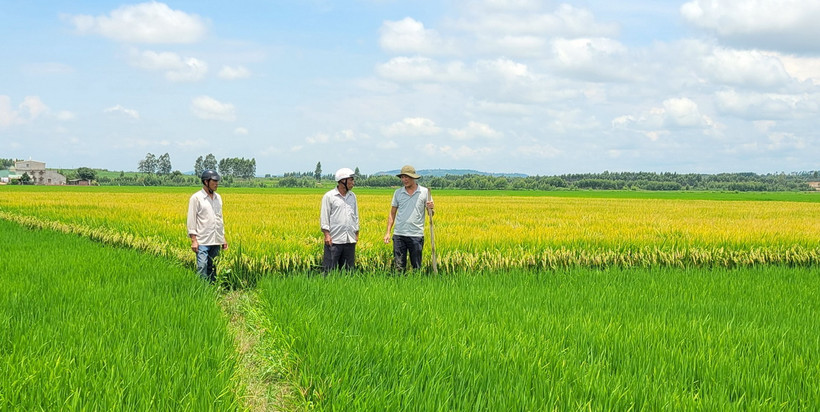 Người dân bức xúc vì diện tích canh tác bỗng chốc tăng lên bất thường và bị giả mạo chữ ký xác nhận. (Ảnh: Hoài Nam/TTXVN)