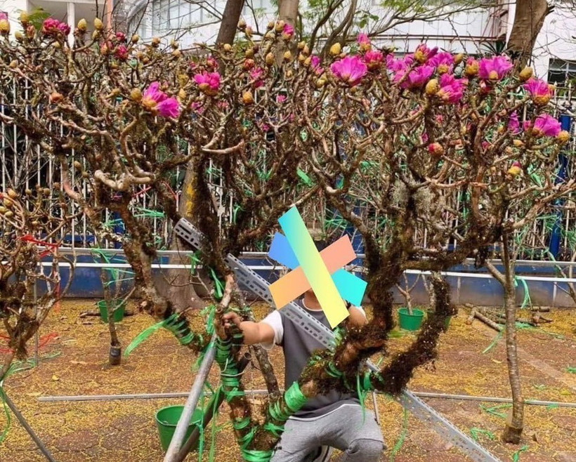 Cây hoa đỗ quyên rừng bị chặt phá mang về thành phố bán. (Ảnh: TTXVN phát)