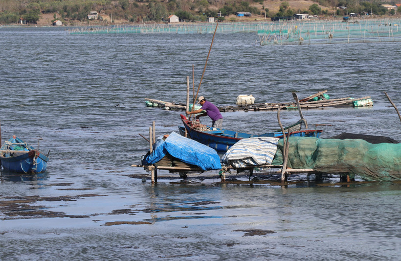 Tháo dỡ cọc tre đóng trái phép trên đầm Ô Loan. (Ảnh: Phạm Cường/TTXVN)