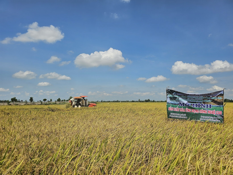 Dự kiến đến cuối năm 2024, xã Thạnh Hòa, Bến Lức, Long An có 1.500 ha lúa ứng dụng công nghệ cao trong khi chỉ tiêu đề ra là 1.350 ha vào năm 2025. (Ảnh: Đức Hạnh/TTXVN)