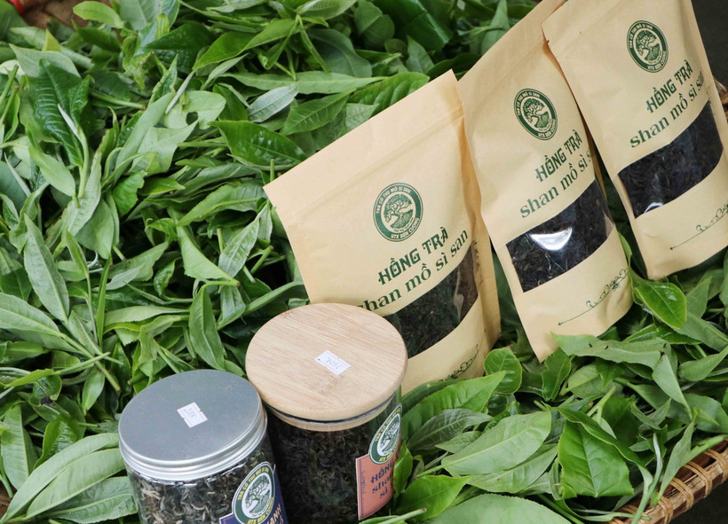 Các sản phẩm trà cổ thụ của xã Mồ Sì San (Lai Châu) có giá từ 2-3 triệu/1kg tùy loại. (Ảnh: Nguyễn Oanh/TTXVN)
