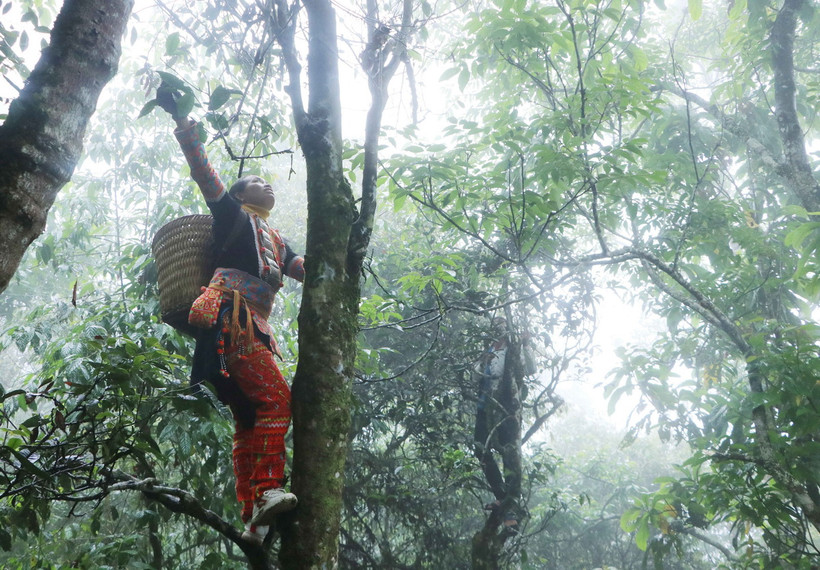 Xã Mồ Sì San, huyện Phong Thổ có 1.700 gốc chè Shan tuyết cổ thụ. (Ảnh: Nguyễn Oanh/TTXVN)