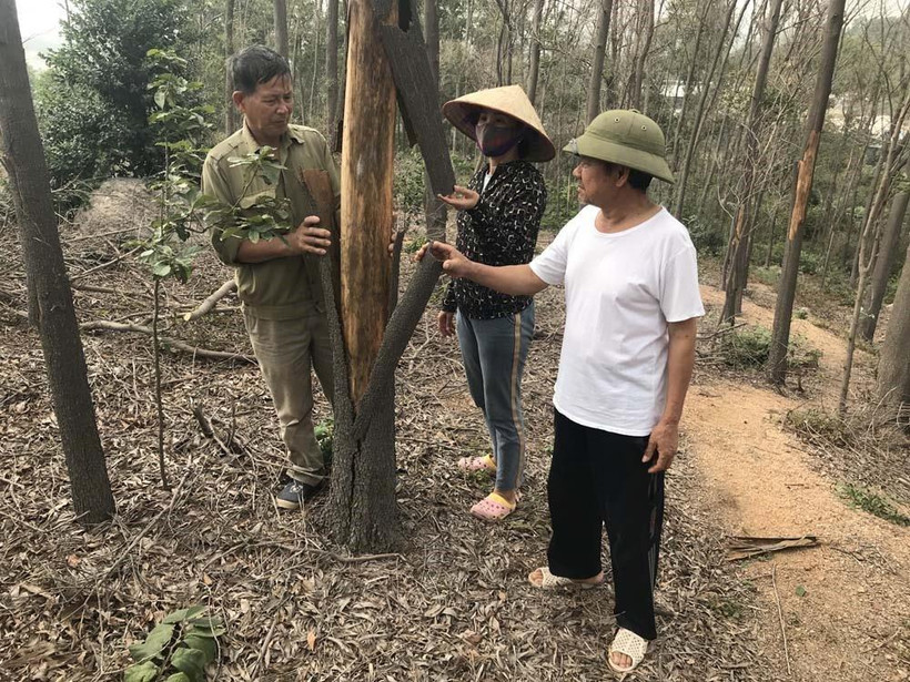 Người dân có thể dùng tay bóc lớp vỏ của cây bị chết cháy. (Ảnh: Tiến Vĩnh/TTXVN)