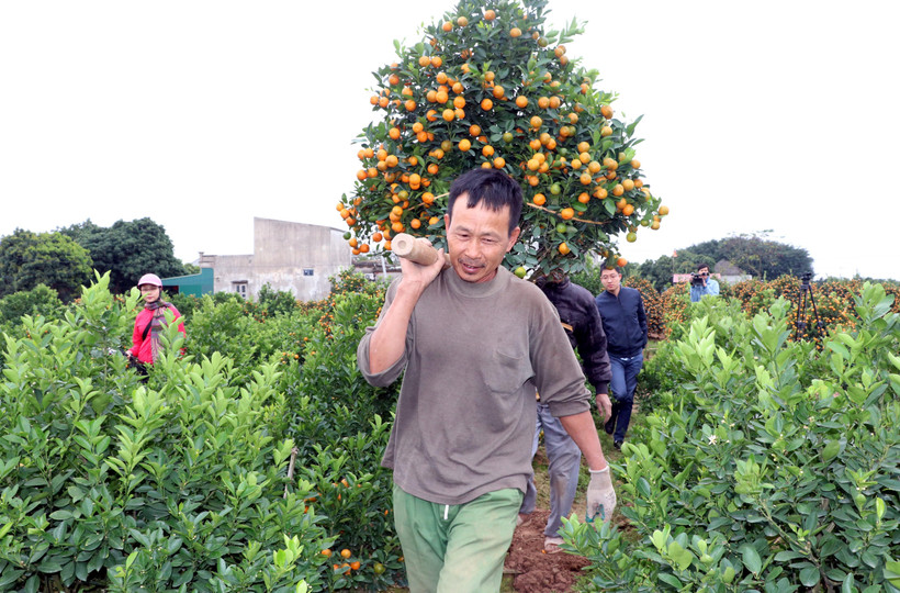 Các chủ vườn quất giao hàng cho khách. (Ảnh: Nguyễn Lành/TTXVN)