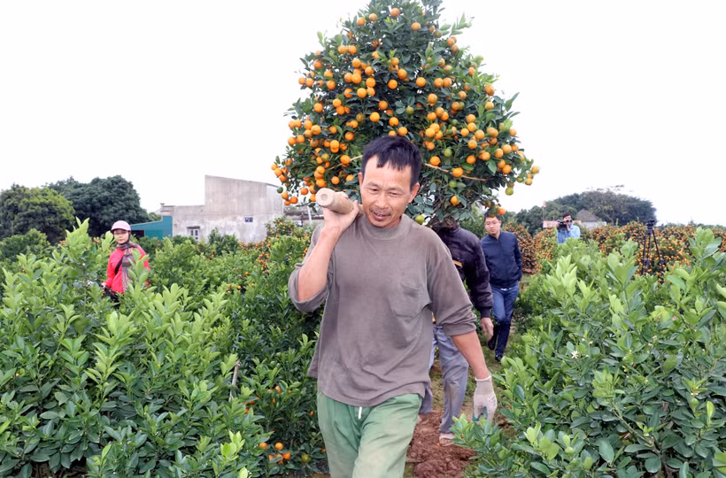 Các chủ vườn quất giao hàng cho khách. (Ảnh: Nguyễn Lành/TTXVN)