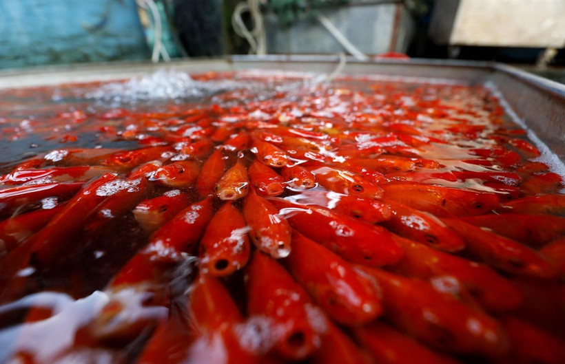 (Ảnh: Thành Đạt/TTXVN)