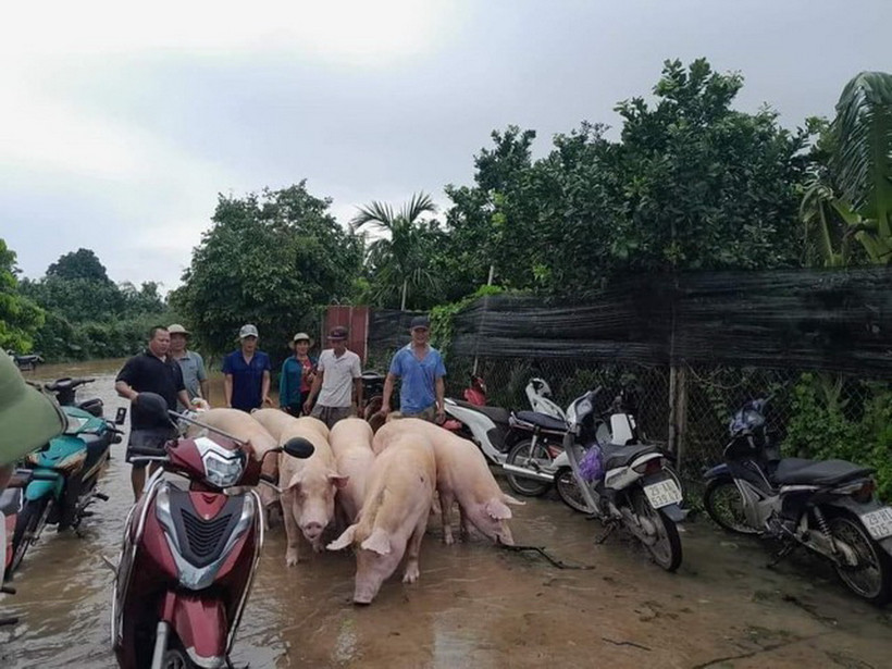 Công đoàn cơ sở hỗ trợ người dân di chuyển gia súc trong đợt lũ do ảnh hưởng bão số 3 tại huyện Phúc Thọ, Hà Nội. (Ảnh: TTXVN phát)